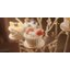 Zhiyun Molus รุ่น X100 ไฟสตูดิโอต่อเนื่องขนาดเล็กพกพาสะดวก | รับประกันศูนย์ไทย