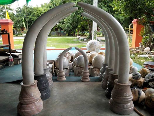 งาช้าง 1เมตร 50 cm