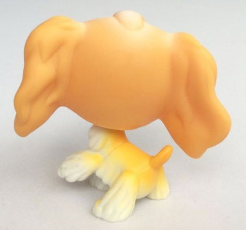 สุนัข Cocker Spaniel สีแทน-ครีม ตาสีเขียว #79