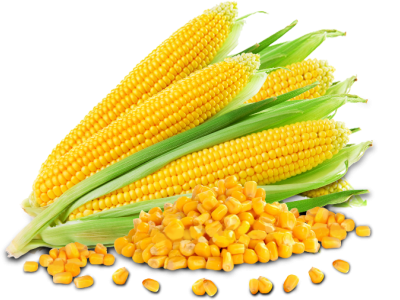 ผงกลิ่นข้าวโพด (Corn Flavor Powder)
