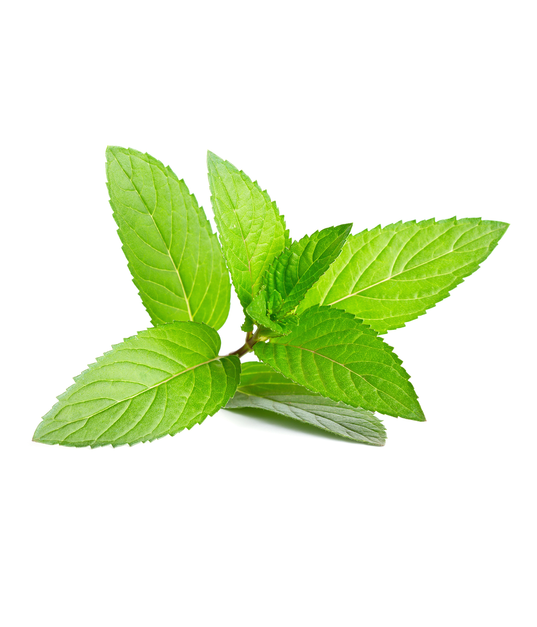 กลิ่นมิ้นท์ ( Mint Flavor )