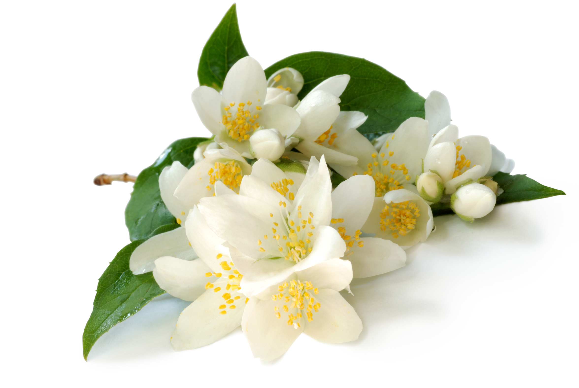 ผงกลิ่นมะลิ (่Jasmine Flavor Powder)