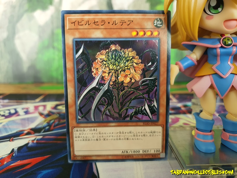 IGAS-JP027 Evilcella Lutea
