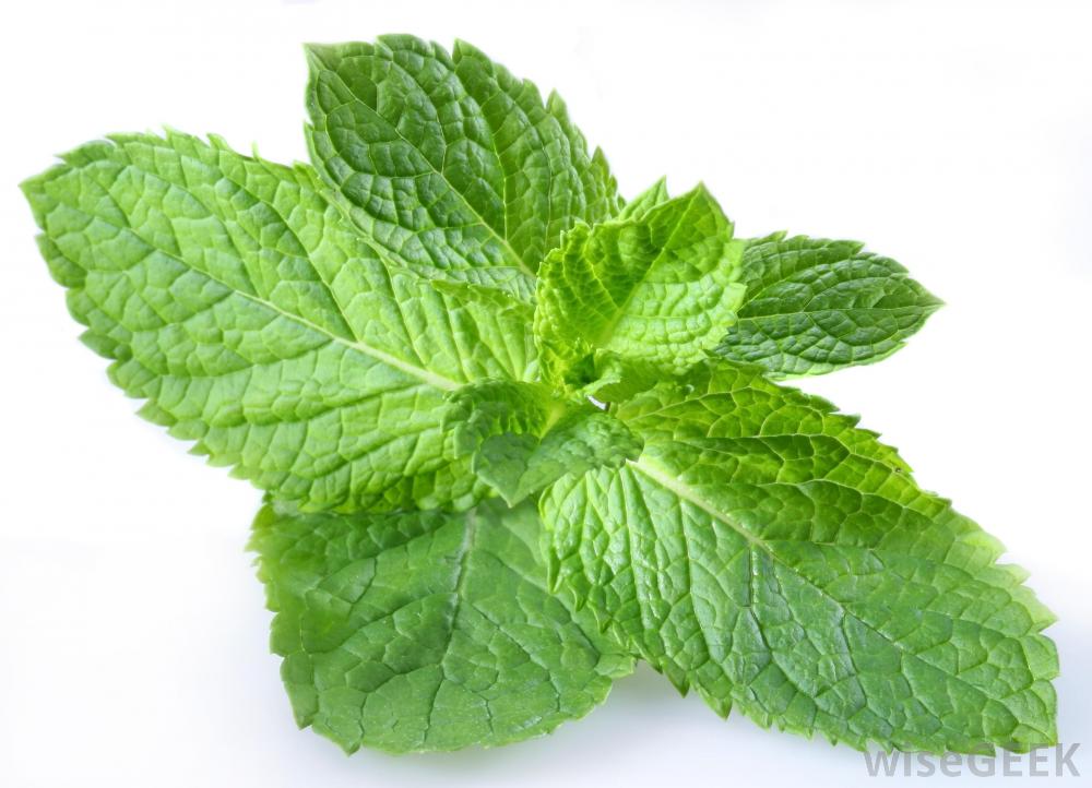 กลิ่นเปปเปอร์มิ้นท์ ( Peppermint Flavor )