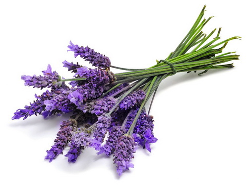 กลิ่นลาเวนเดอร์ ( Lavender Flavor )