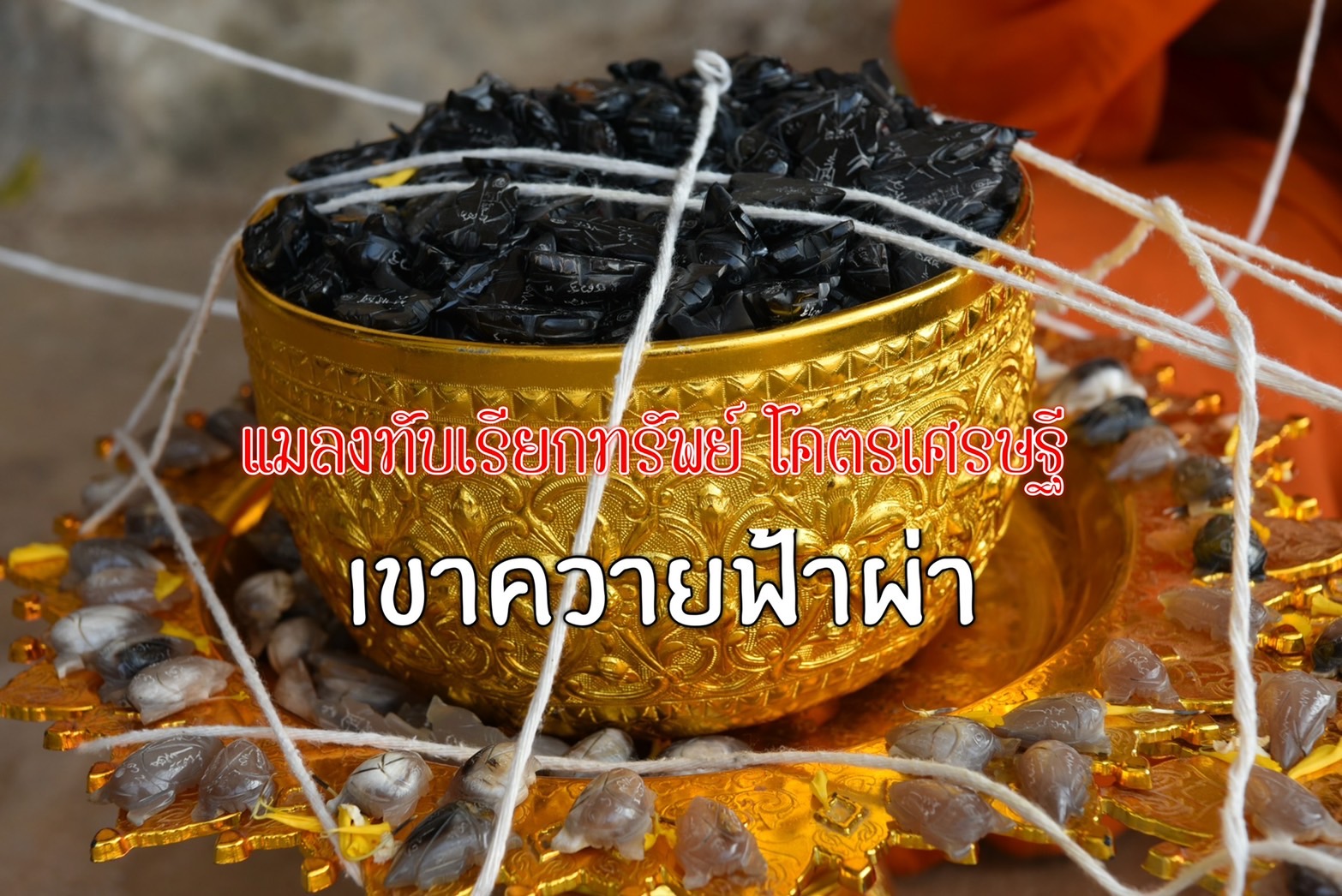 แมลงทับเรียกทัพย์ โคตรเศรษฐี เขาควายดำ หลวงปู่จันทร์ วัดซับน้อย เพชรบูรณ์