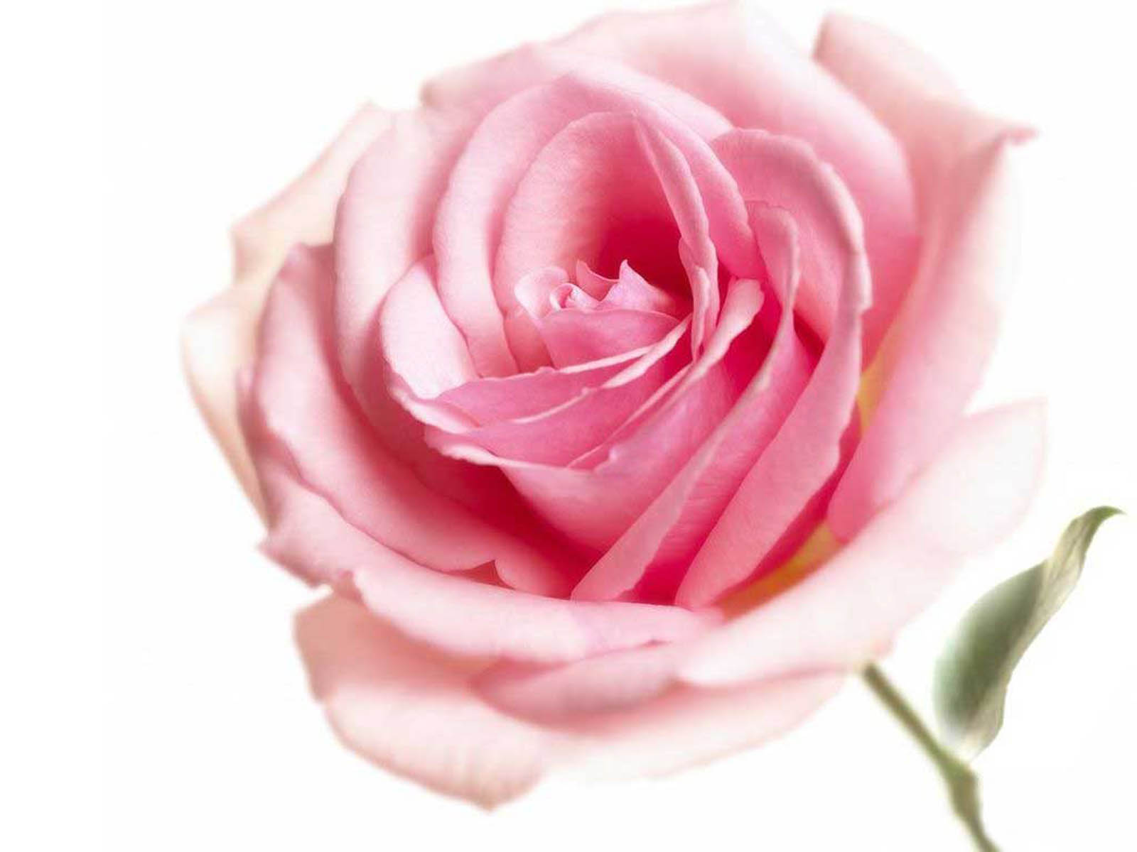 กลิ่นกุหลาบ ( Rose Flavor )