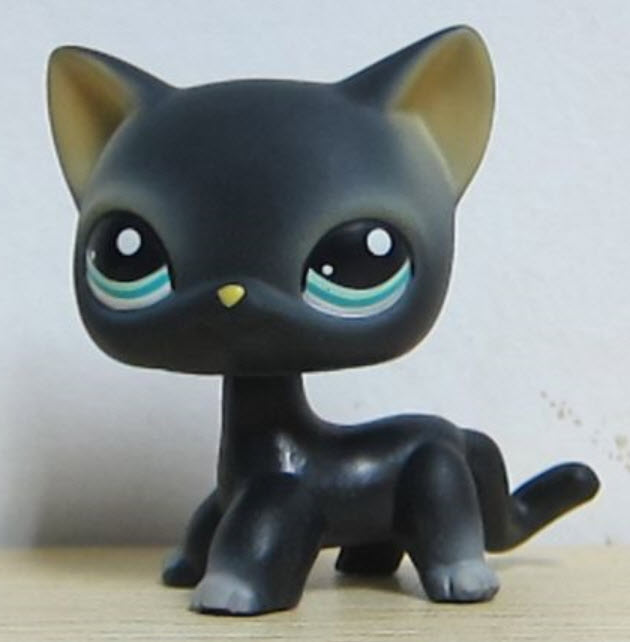 แมว Siamese cat #994 (หายากมาก)