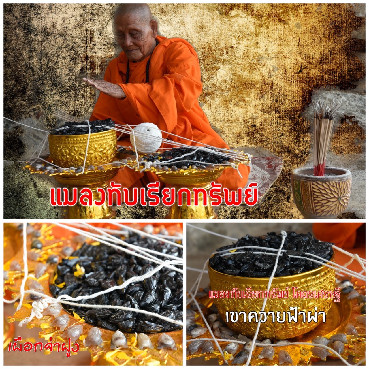 แมลงทับเรียกทัพย์ โคตรเศรษฐี เขาควายดำ หลวงปู่จันทร์ วัดซับน้อย เพชรบูรณ์