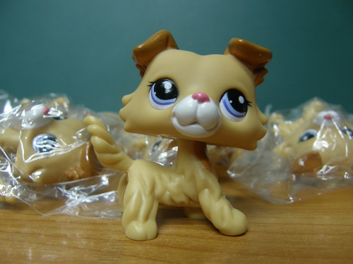 สุนัข Collie สีน้ำตาลทูโทน #2452
