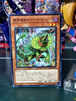 DP22-JP051 Predaplant Chlamydosundew