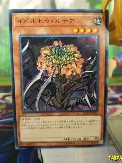 IGAS-JP027 Evilcella Lutea