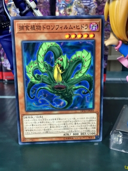 DP22-JP050 Predaplant Drosophyllum Hydra