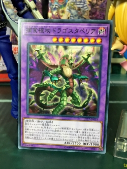 DP22-JP053 Predaplant Dragostapelia