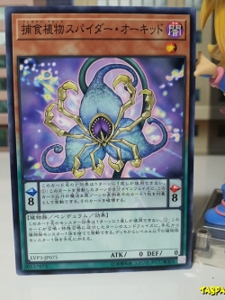 LVP3-JP075 (C) "Predaplant Spider Orchid"