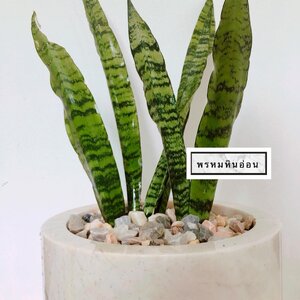 กระถางต้นไม้หินอ่อน
