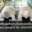 เต่าหินอ่อน